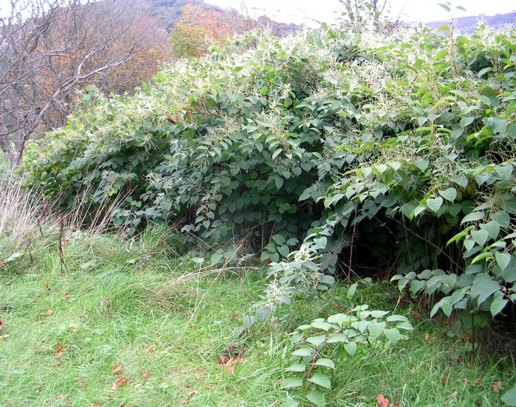 Summer Growth of Japanese Knotweed in Southwark