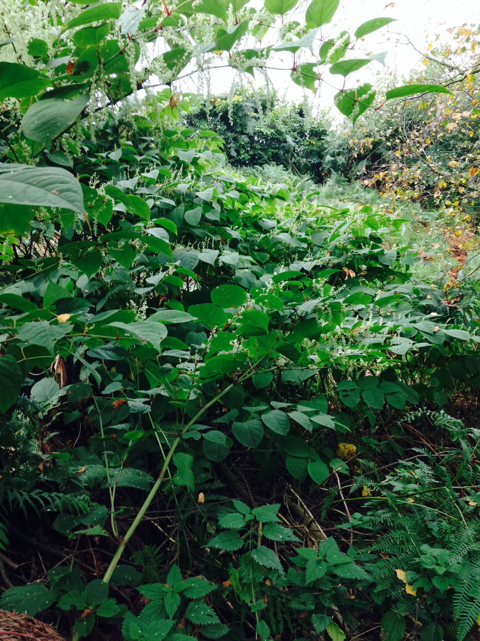 Eradication of Japanese Knotweed in Bradford Eradication of Japanese Knotweed in Bradford