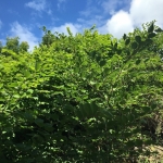 Eradication of Japanese Knotweed in Bedfordshire Eradication of Japanese Knotweed in Bedfordshire