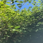Removal of Japanese Knotweed in Brent Removal of Japanese Knotweed in Brent