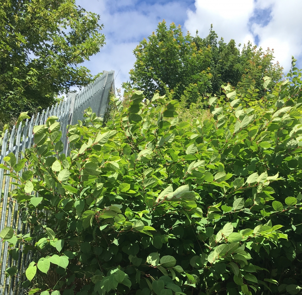 Removal of Japanese Knotweed in Somerset