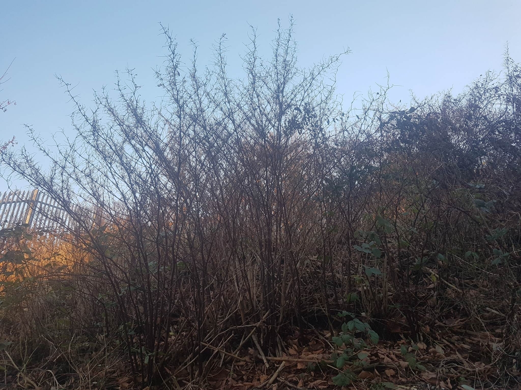 Japanese Knotweed removal in Essex