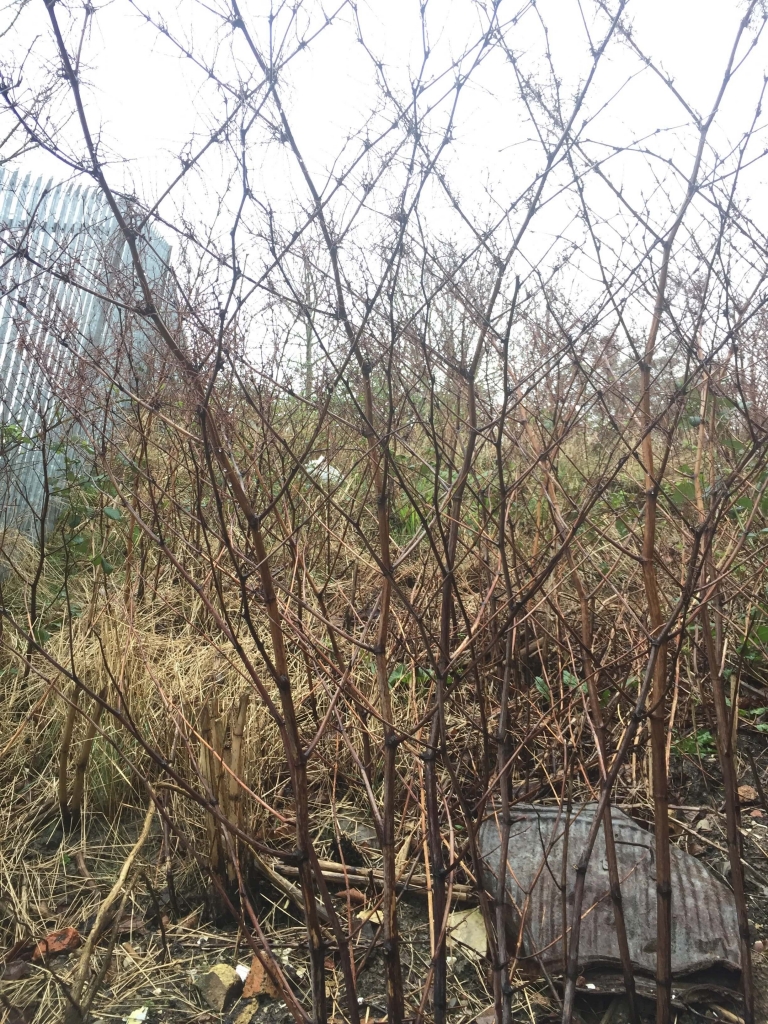 Removal of Japanese Knotweed in Kent - Treatment in Process Removal of Japanese Knotweed in Kent - Treatment in Process