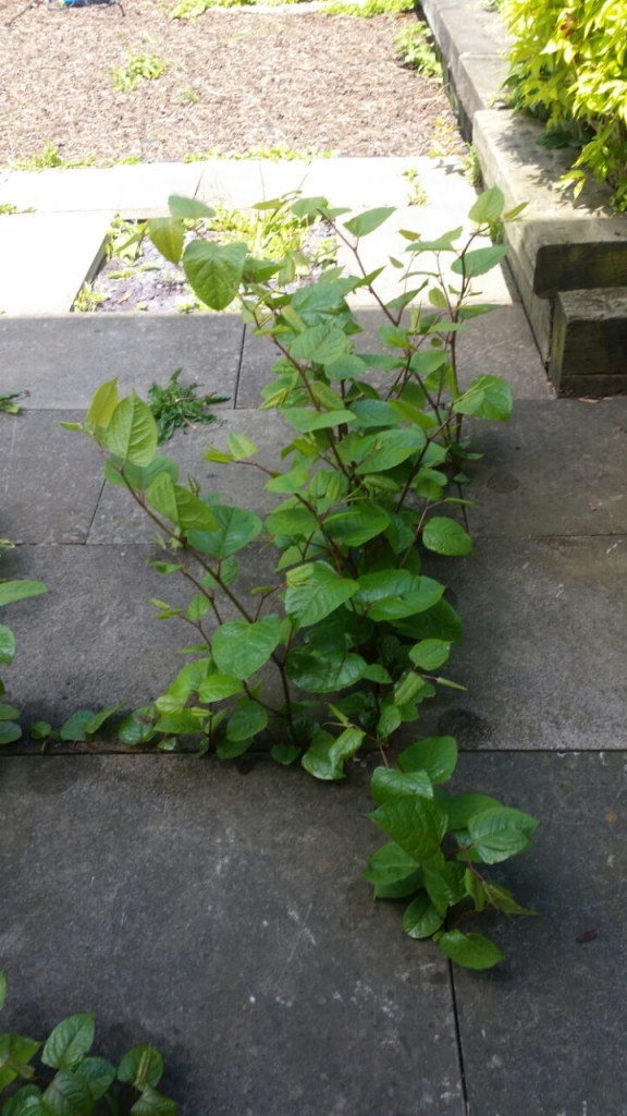 Japanese Knotweed Eradication in Coalville Japanese Knotweed Eradication in Coalville