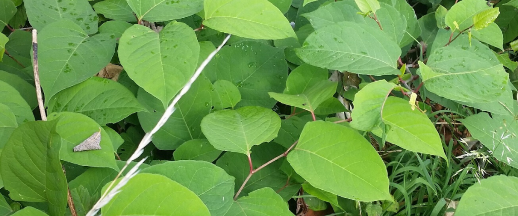 Japanese Knotweed leaves