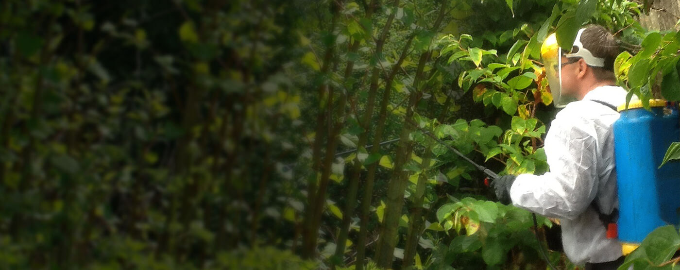 How to get rid of Japanese Knotweed