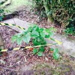 Eradication of Japanese Knotweed in Sandbach