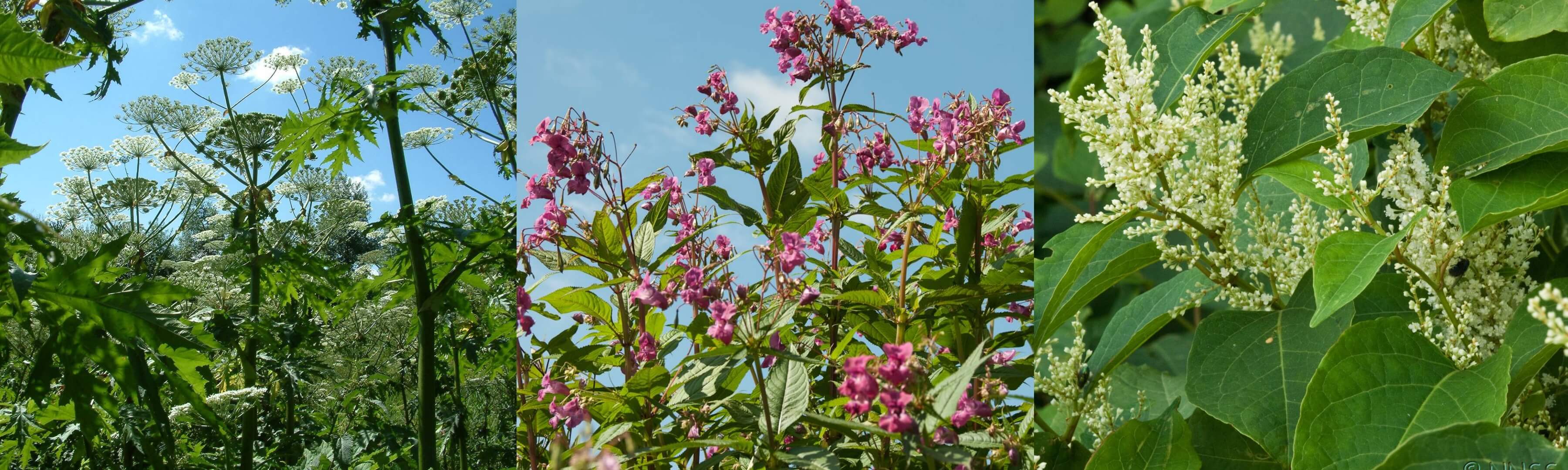 Treatment Services at Japanese Knotweed Expert