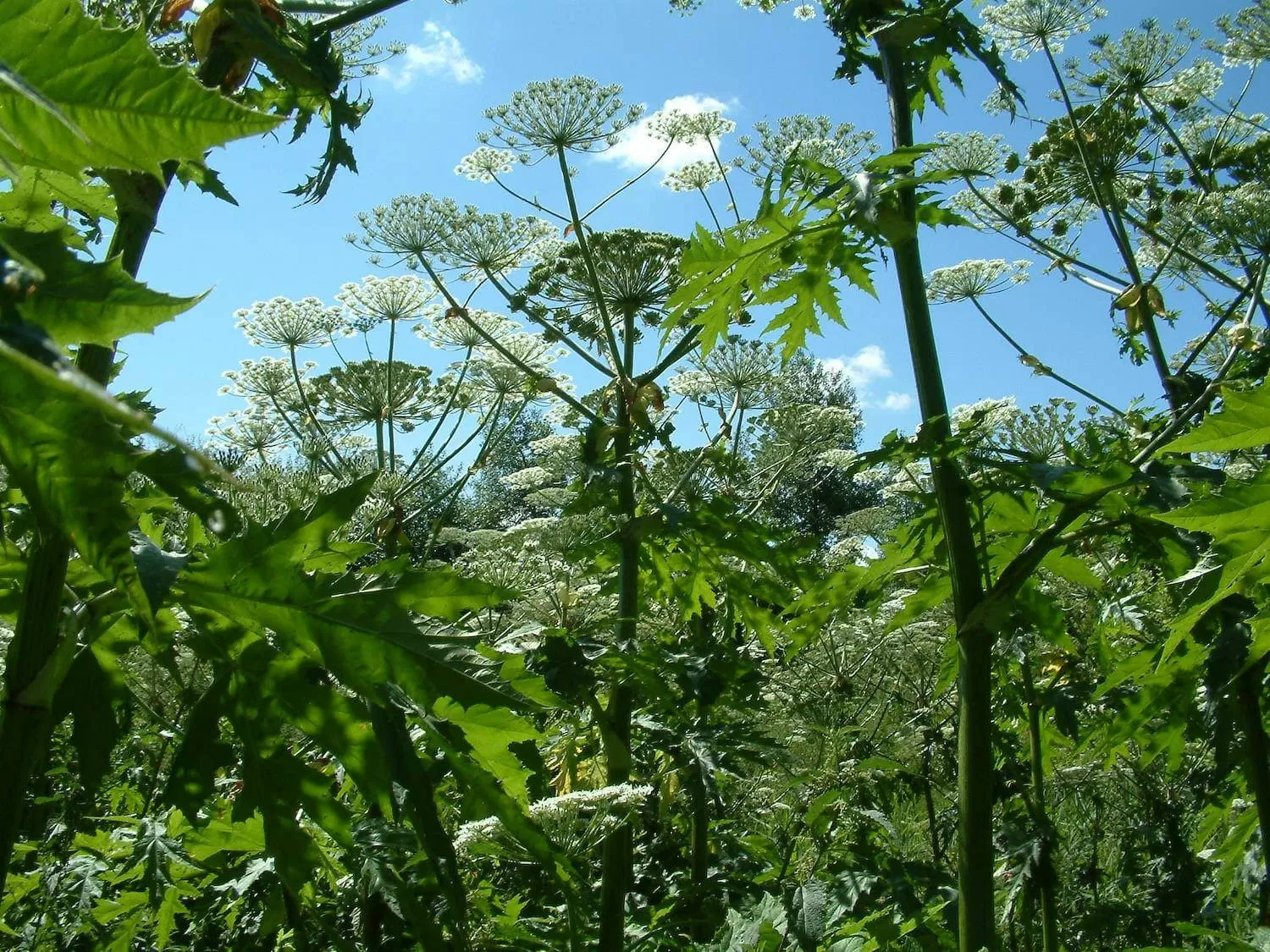 giant hogweed in flower