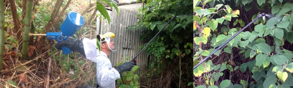 Herbicide Treatment for Japanese Knotweed Herbicide Treatment for Japanese Knotweed