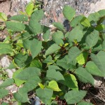 Removal of Japanese Knotweed in Leek