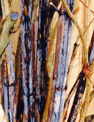 Japanese Knotweed Branches
