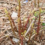 Eradication of Japanese Knotweed in Middlewich - Spring Growth