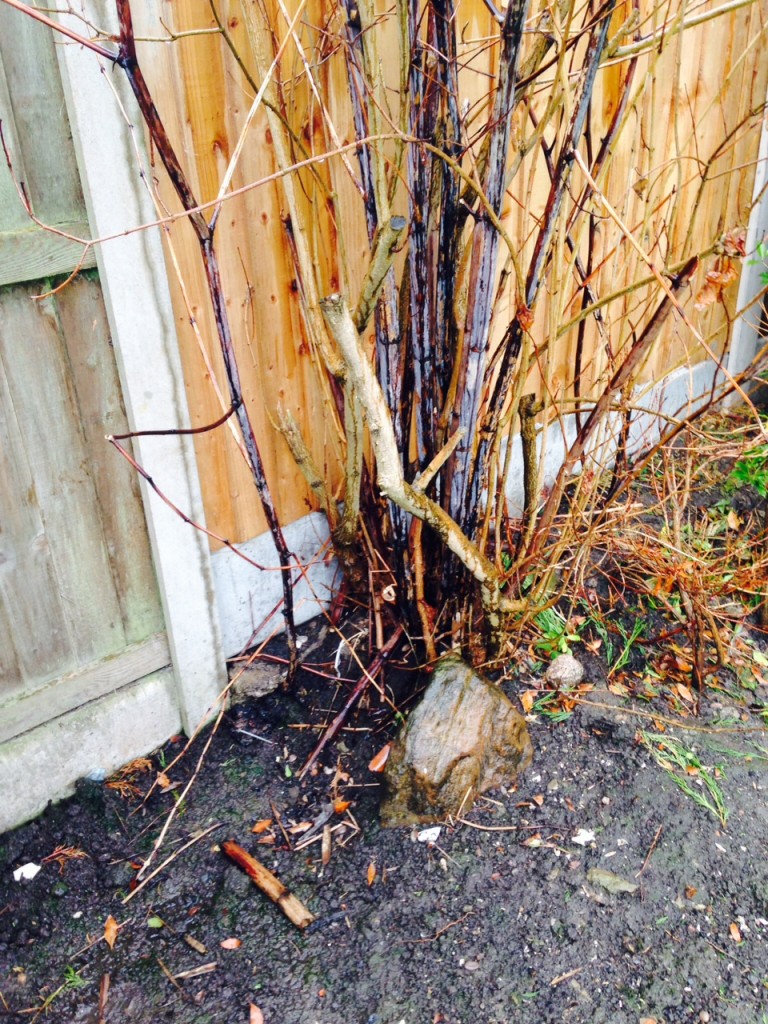 Japanese Knotweed in Winter