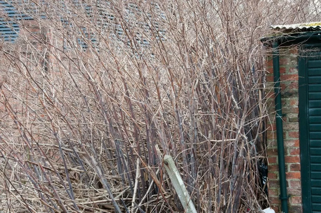 Japanese Knotweed in Winter