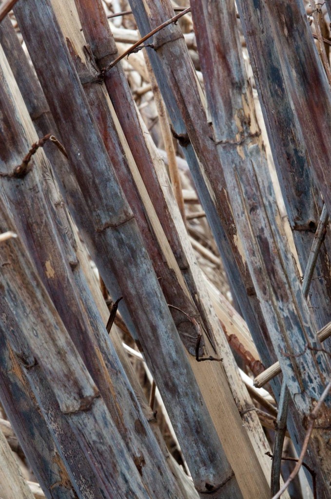 Japanese Knotweed in Winter