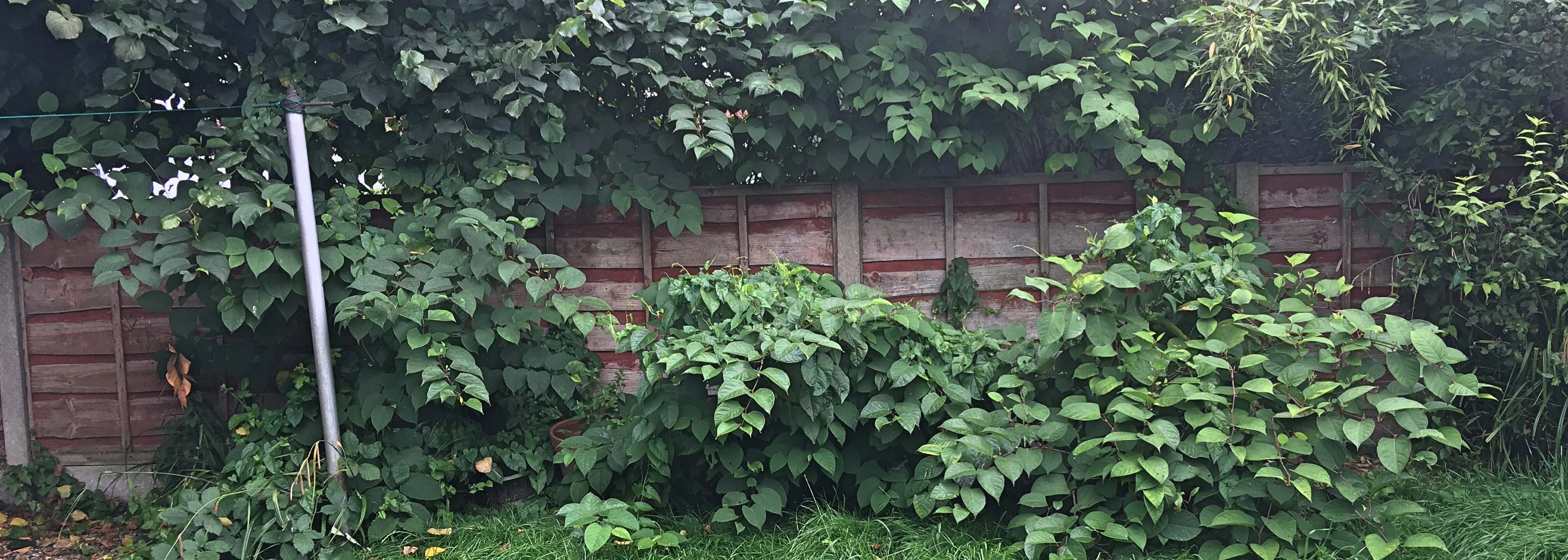 Combined Treatment Methods for Japanese knotweed