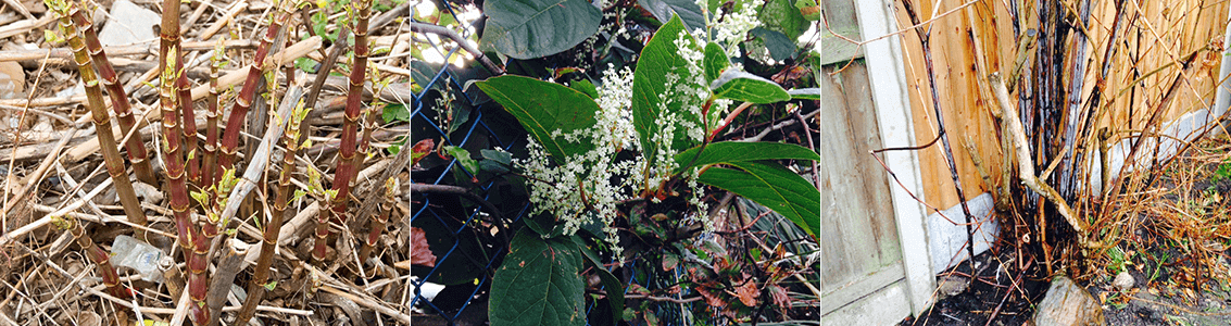 Identifying japanese knotweed Japanese Knotweed Expert Japanese 