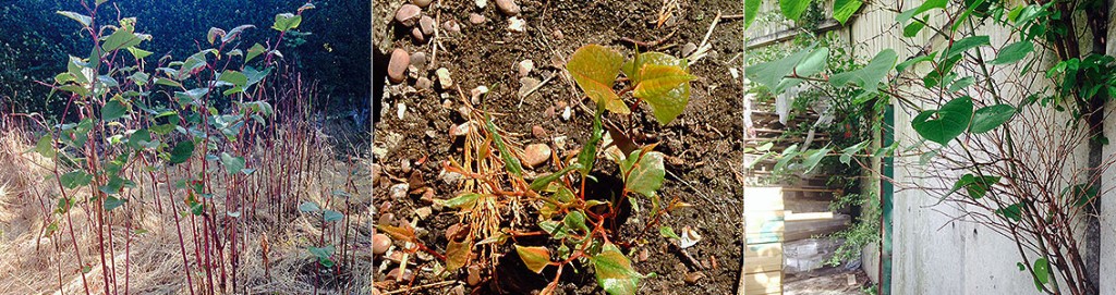 Getting a Mortgage with Japanese Knotweed Getting a Mortgage with Japanese Knotweed