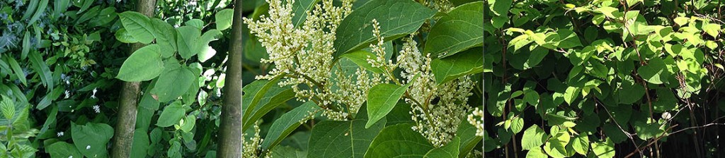 Japanese Knotweed Survey for Home Owners and Landlords Japanese Knotweed Survey for Home Owners and Landlords
