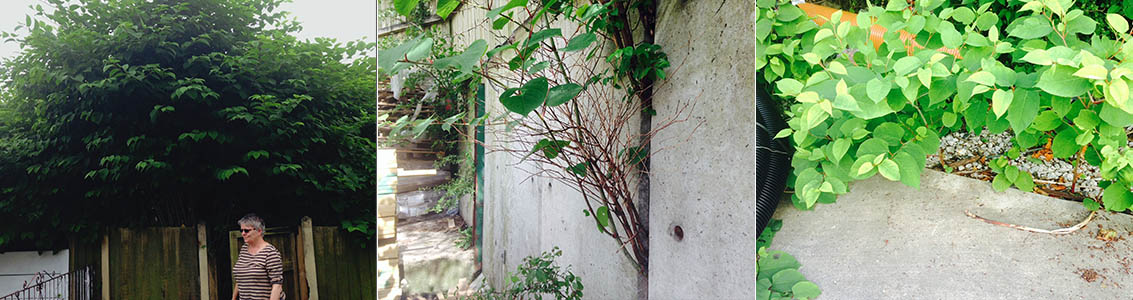 How to Remove Japanese Knotweed