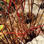 Japanese Knotweed Removal in Neston