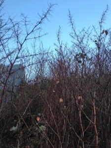 Japanese knotweed in stoke-on-trent