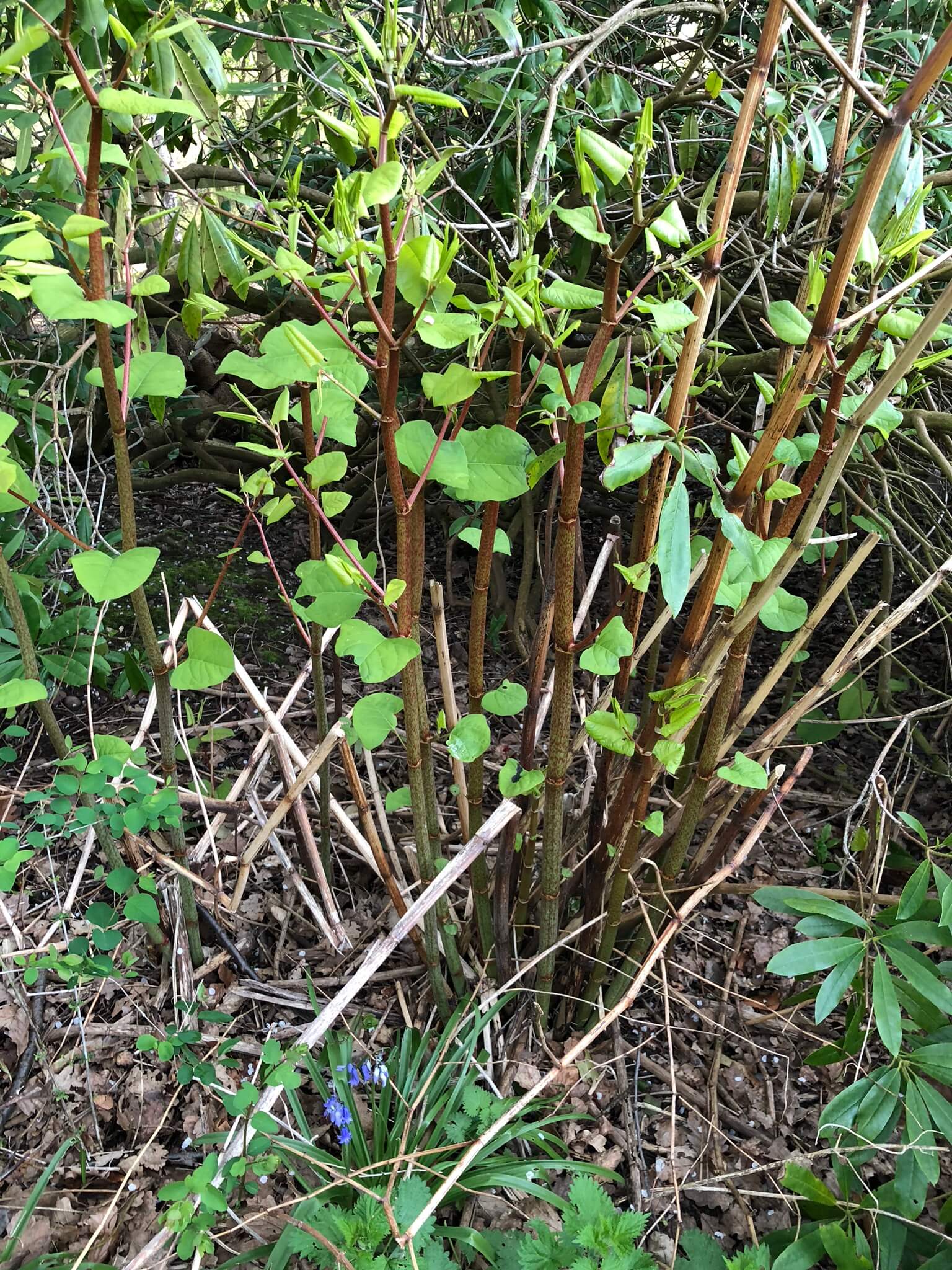 Identifying Japanese Knotweed