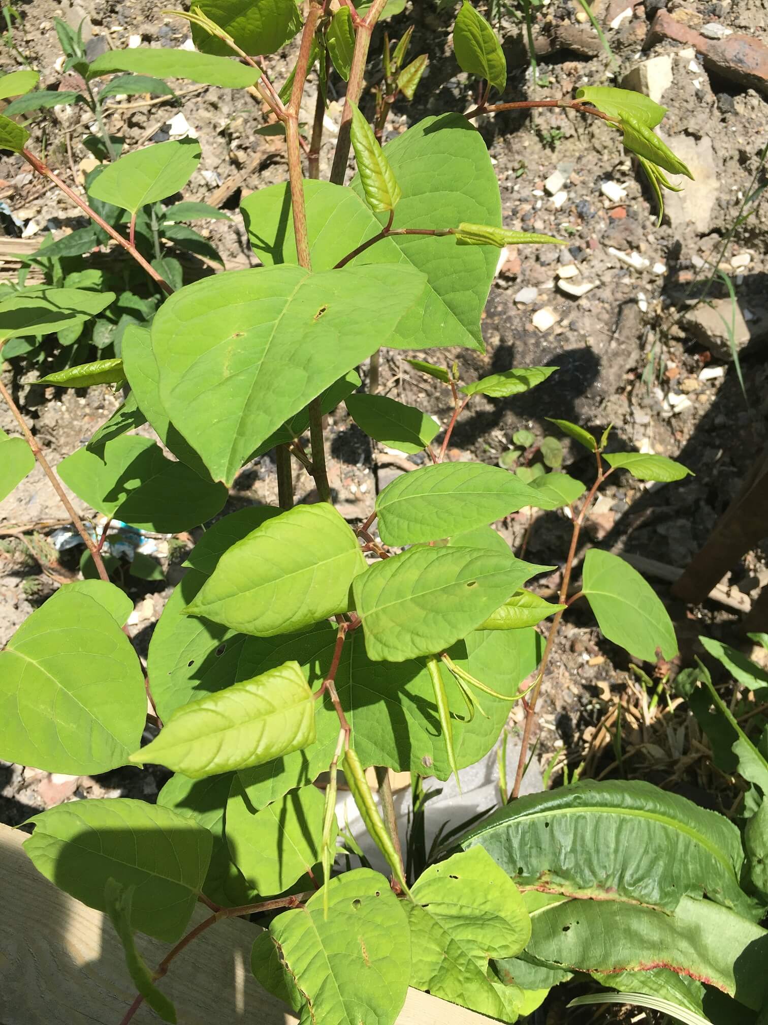 Identifying Japanese Knotweed