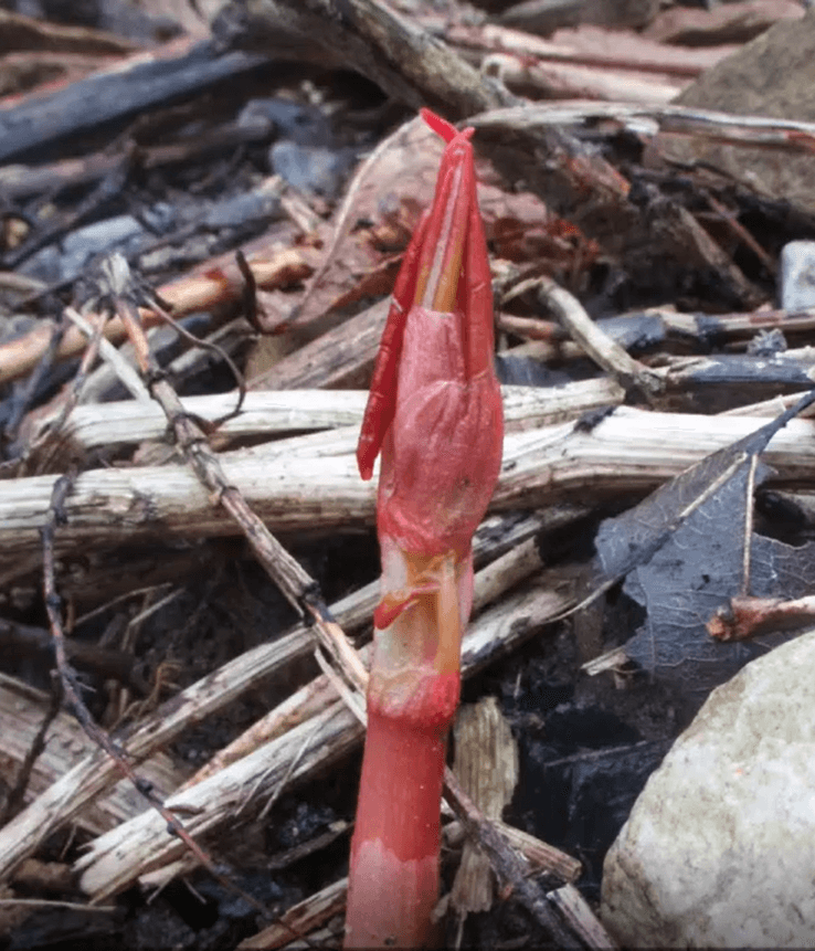 Japanese Knotweed Shoot