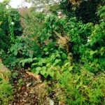 Removal of Japanese Knotweed in Saltney