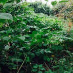 Eradication of Japanese Knotweed in Bradford