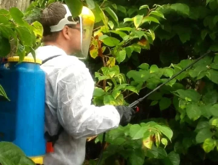 Herbicide Treatment -Removing Japanese Knotweed in Chester