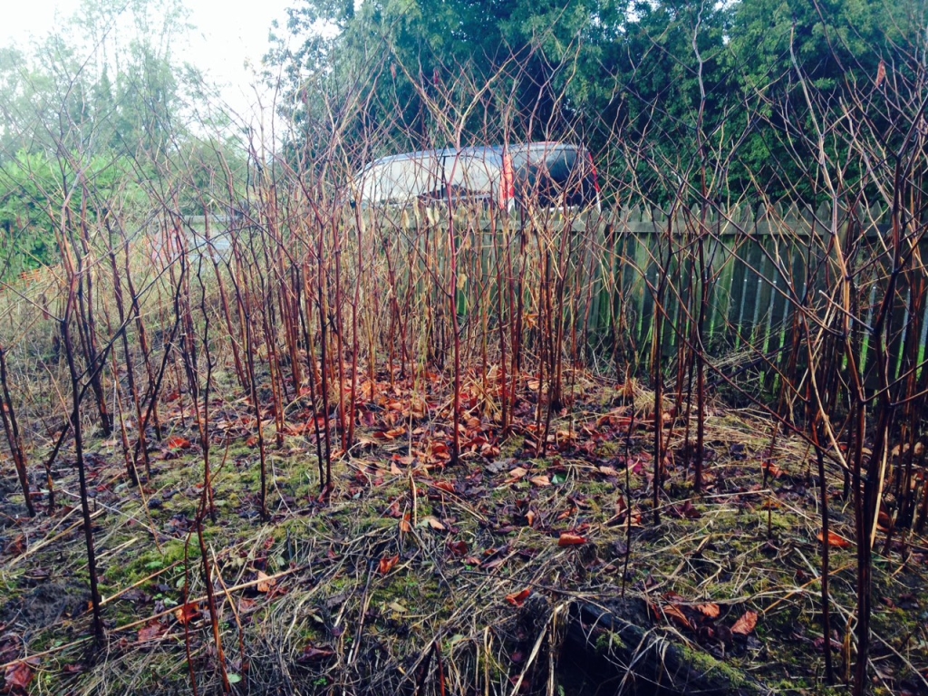 Japanese knotweed in winter