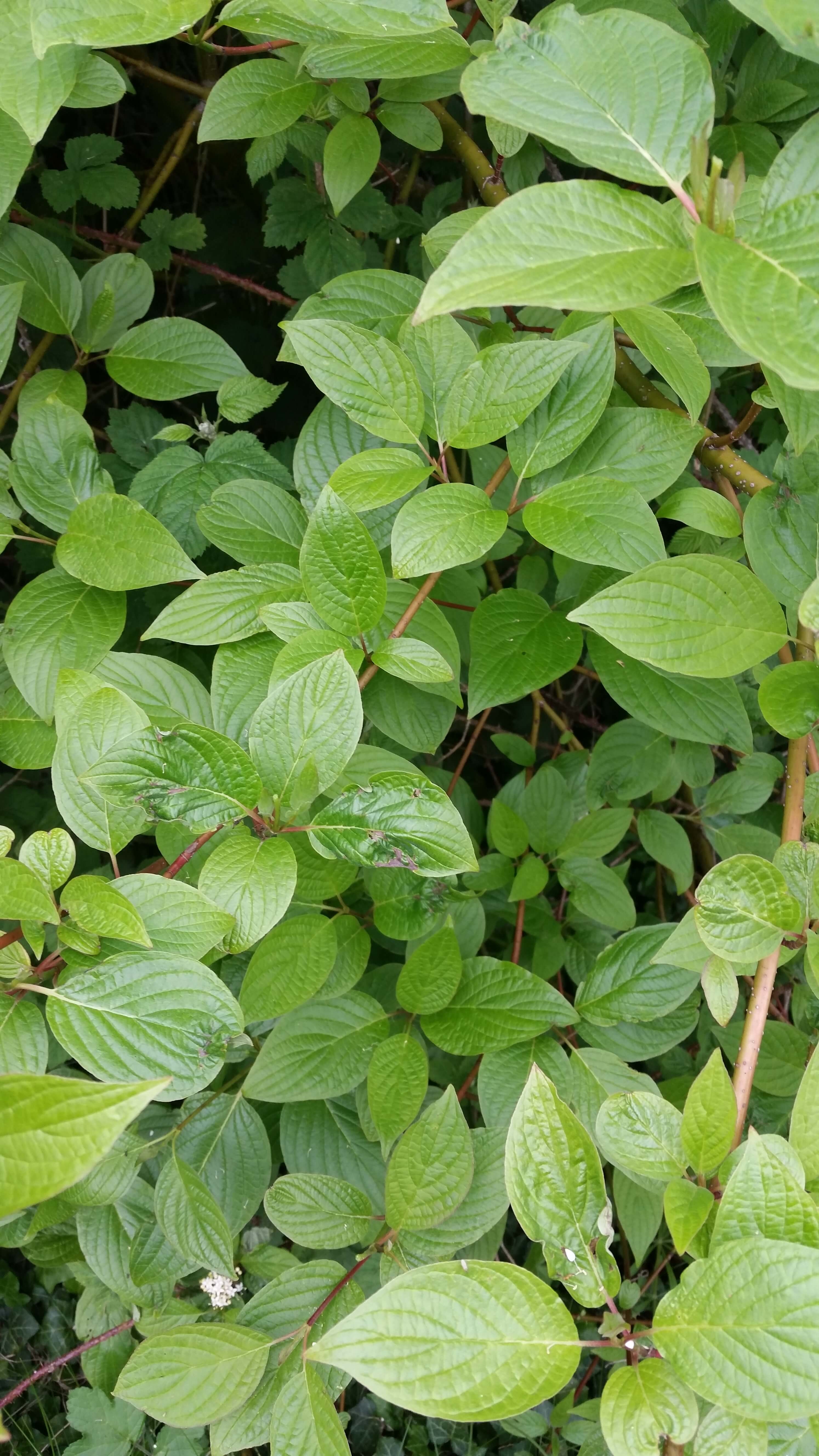 Cornus Mistaken For Japanese Knotweed In Birmingham Japanese Knotweed Expert Japanese Knotweed Removal And Eradication