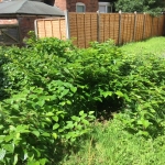 Removal of Japanese Knotweed in Bath