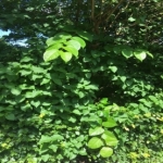 Japanese Knotweed in Greater Manchester