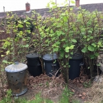 Getting Rid of Japanese Knotweed in Shirebrook