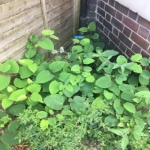 Japanese Knotweed in City of London