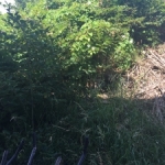 Japanese Knotweed in Dorset