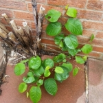 Japanese Knotweed Removal in Netherthorpe