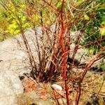 Japanese Knotweed Removal in Northumberland