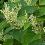 Japanese Knotweed Removal in West Midlands