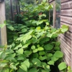 Removal of Japanese Knotweed in North Yorkshire