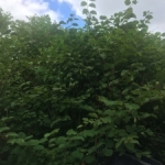 Removal of Japanese Knotweed in Uttoxeter