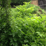 Removal of Japanese Knotweed in Northamptonshire