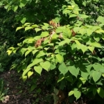 Japanese Knotweed Eradication in Whaley Bridge