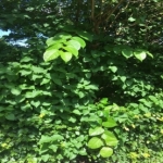 Getting Rid of Japanese Knotweed in Long Eaton