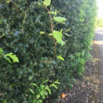 Japanese Knotweed in Cumbria