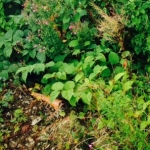 Japanese Knotweed in Merton